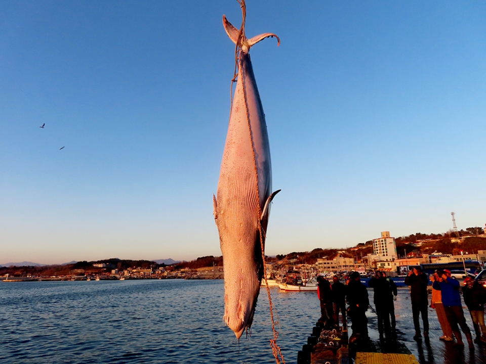 지난 5일 울진 앞바다에서 밍크고래가 그물에 걸려 죽은 채 발견됐다. 밍크고래는 죽변수협에서 3천300만원에 거래됐다. 사진은 발견된 고래 모습. 출처=경북매일 홈페이지(울진해양경찰서 제공)